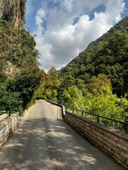bridge in the forest