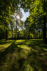tall deciduous trees in the park in May in sunny weather