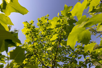 the green foliage of a tulip tree in sunny weather