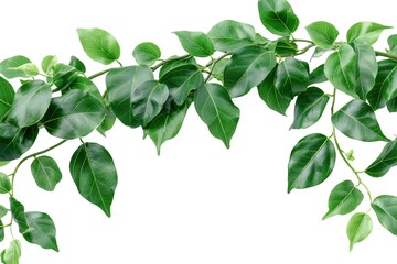 Fototapeta premium Vibrant green Benjamina leaves gracefully form a circular frame, showcasing their lush beauty and fresh appearance.