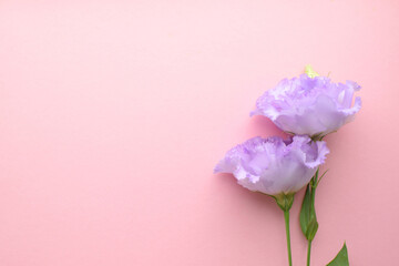 Fototapeta premium Beautiful lilac eustoma flower (lisianthus) in full bloom with green leaves. Bouquet of flowers on pink background. Copy space