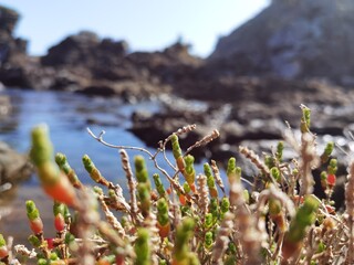 grass and flowers