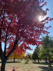 autumn in the park