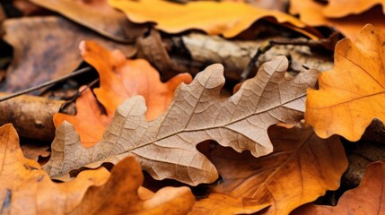 A close-up of fallen autumn leaves, showcasing the intricate details of their veins and textures.