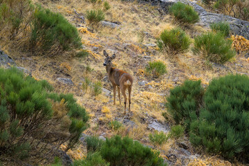 Un corzo en la montaña de Guadarrama