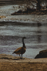 Solitary Canadian Goose Standing by a Calm Riverbank in Nature