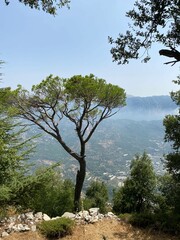 Tree in the mountains