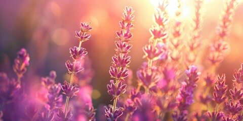 Close up of lavender bush during sunset with soft focus and warm light