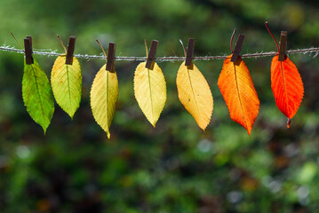 The autumn leaves transition from green to red on wooden clothespins and lace. The concept of...