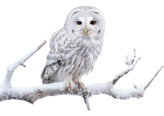 PNG Ural owl on a tree branch animal white bird.
