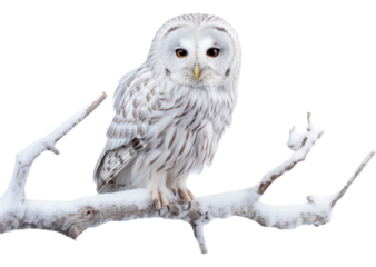 PNG Ural owl on a tree branch animal white bird.