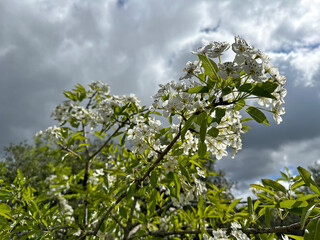 Syrian pear blossom (lat.- Pyrus syriaca)
