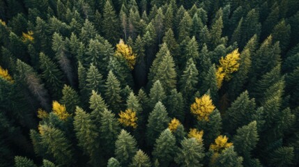 Fototapeta premium An aerial view of a lush forest, showcasing a vibrant tapestry of green and yellow foliage.