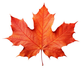 Obraz premium PNG Fall trees maple leaves plant.