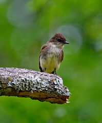 Eastern Phoebe Perched On Limb-6368