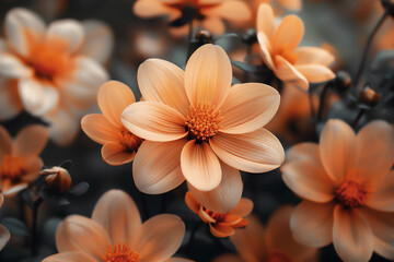 Fototapeta premium Autumn flowers of pastel peach color and intricate details in cinematic sunset lighting. Great backdrop for your design.