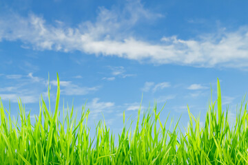 Lush green grass against a blue sky with white clouds.