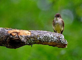 Eastern Phoebe Perched On Limb-6370