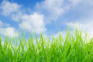 Close-up view of vibrant green grass blades reaching up towards a bright blue sky with fluffy white...