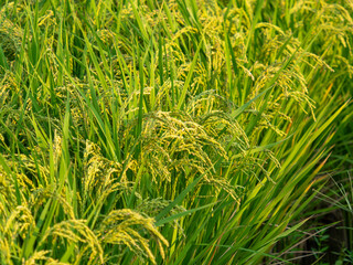 朝日に照らされた稲穂