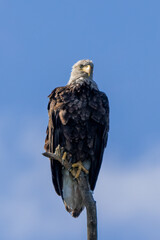 portrait of a eagle