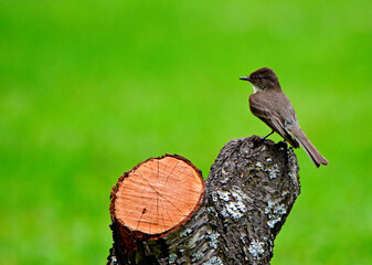 Eastern Phoebe Perched On Stump-6607