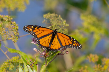monarch butterfly on a flower