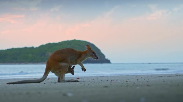 Wild wallaby kangaroo by the sea at seaside beach at Cape Hillsborough National Park, Queensland at sunrise. Cinematic nature documentary of a scenic tourist attraction animal feeding family