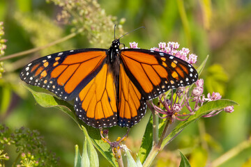 monarch butterfly on a flower