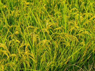 朝日に照らされた稲穂