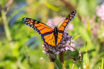 monarch butterfly on a flower