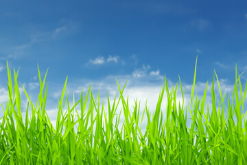 Lush green grass blades against a bright blue sky.