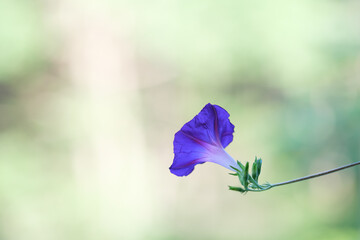 後ろから見てもきれいなアサガオの花