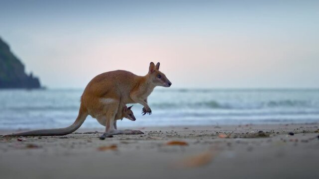 baby kangaroo in mother's pouch. Wild wallaby kangaroo by the sea at seaside beach at Cape Hillsborough National Park, Queensland at sunrise. Cinematic nature documentary