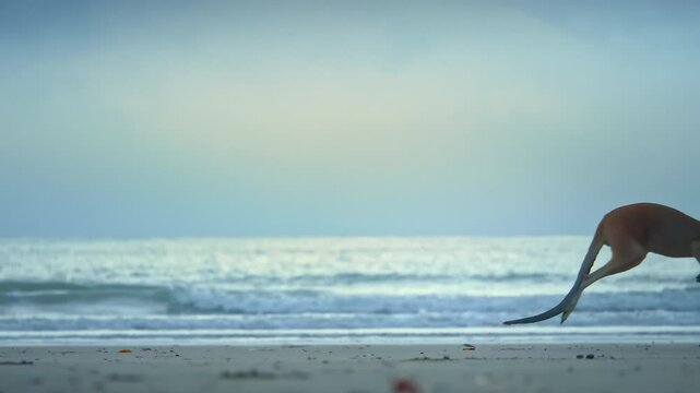 Wild wallaby kangaroo by the sea at seaside beach at Cape Hillsborough National Park, Queensland at sunrise. Cinematic nature documentary of a scenic tourist attraction animal feeding family