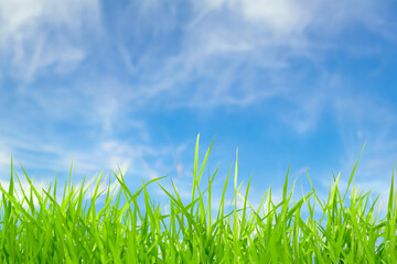 A close-up shot of green blades of grass with a blurry blue sky and white clouds in the background.