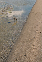 Un ave interesante en la isla de Sanibel