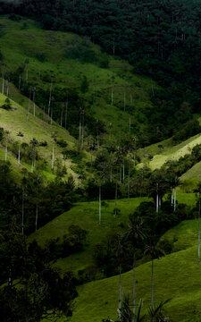Cocora Valley