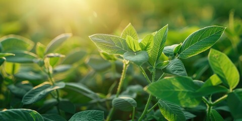 Close up of young green soybeans in the field during summer Soy plant leaves reaching for the sun