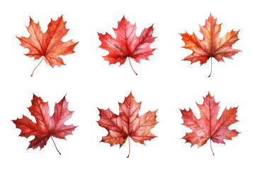 Fototapeta premium Maple Leaf Collection Bundle Set Isolated on a Transparent Background