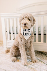 Cute poodle wearing a sign that says "big bro" as a pregnancy announcement.