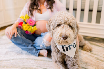 Maternity photo with a fluffy dog with the sign "bro" around his neck and pregnant woman behind him. 