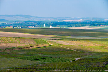 Landscape with green grand cru vineyards near Cramant, region Champagne, France. Cultivation of white chardonnay wine grape on chalky soils of Cote des Blancs.