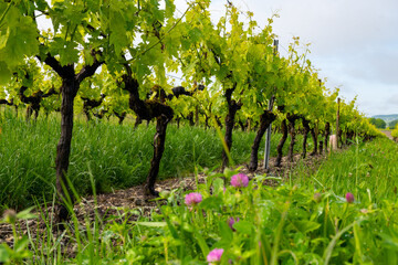 Summer on vineyards of Cognac white wine region, Charente, white ugni blanc grape uses for Cognac strong spirits distillation, France, Grand Champagne region