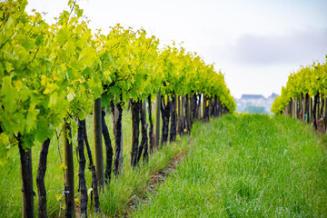 Summer on vineyards of Cognac white wine region, Charente, white ugni blanc grape uses for Cognac...