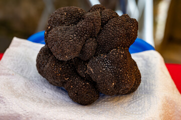 Winter truffle fair in Sarlat-le-Caneda, Perigord Noir, Dordogne, one huge black winter truffle, tasty expensive mushroom