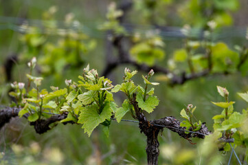 Close up on grand cru Champagne vineyards near Moulin de Verzenay, rows of pinot noir grape plants in Montagne de Reims near Verzy and Verzenay, Champagne, France