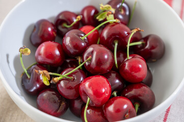 New harvest of fresh ripe dark red cherry berry in Provence, France close up