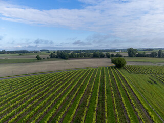 Summer on vineyards of Cognac white wine region, Charente, white ugni blanc grape uses for Cognac strong spirits distillation, France, Grand Champagne region, aerial view