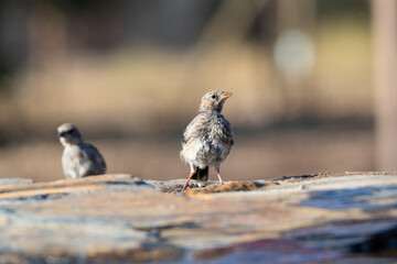 pájaro juvenil 